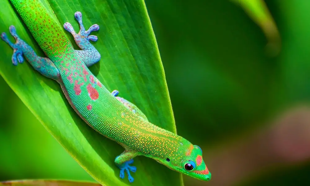 The Natural Habitat of Gold Dust Day Gecko