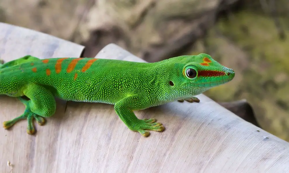 The Popular Gold Dust Day Gecko–Hawaii’s Tiny Jewel
