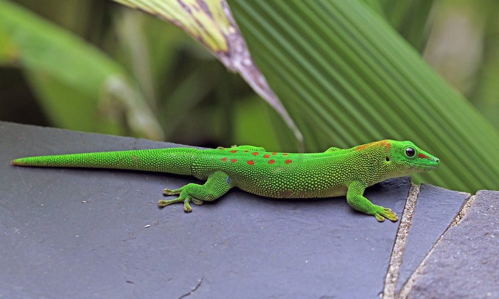 The Stunning Giant Day Gecko The Geico Gecko in Real Life!

Photo Credit - Wikipedia