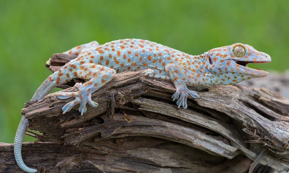 The Tokay Gecko - Stunning Looks & Fearless Bite!

Photo Credit- Flickr