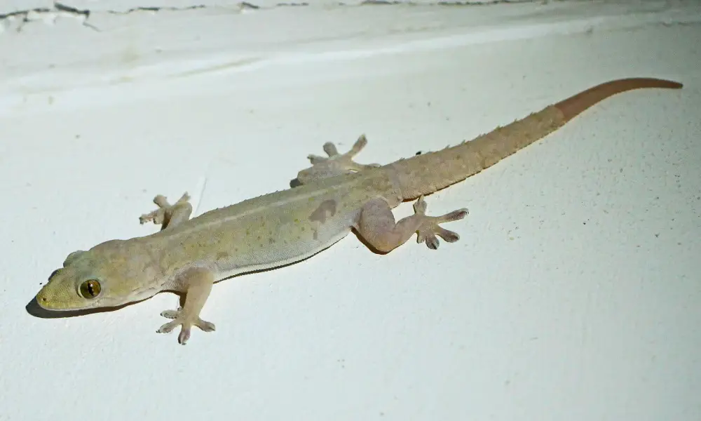 Tips for Coexisting with Common House Geckos