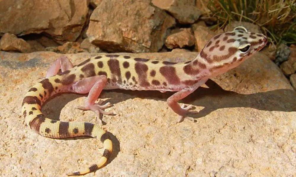 Western Banded Gecko – The Desert Gecko That Rattles Its Tail Like a Snake