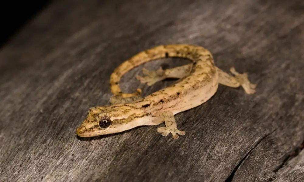 What is the Mourning Gecko