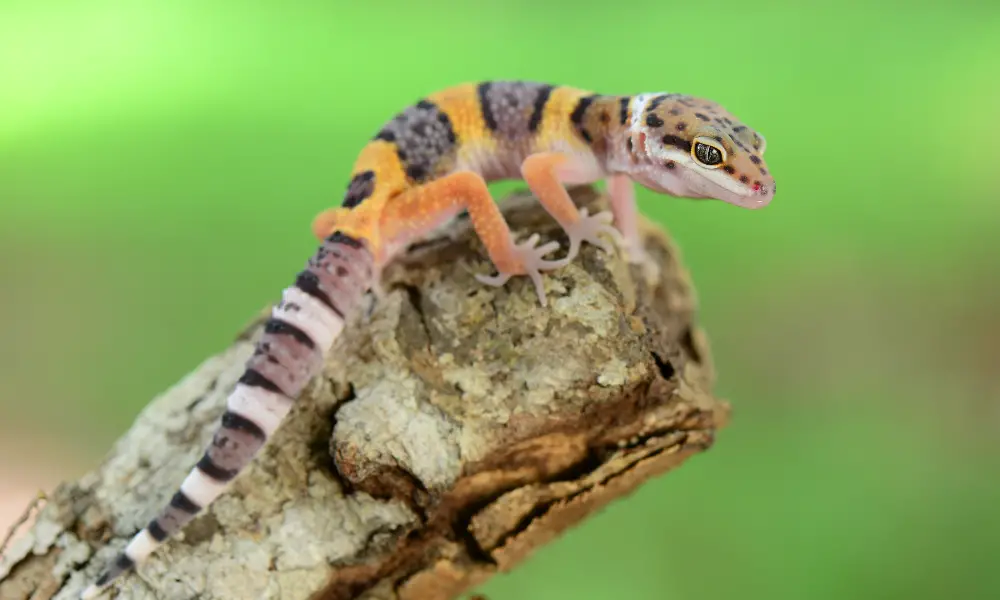 Why Leopard Geckos Are the Best Beginner Pet
