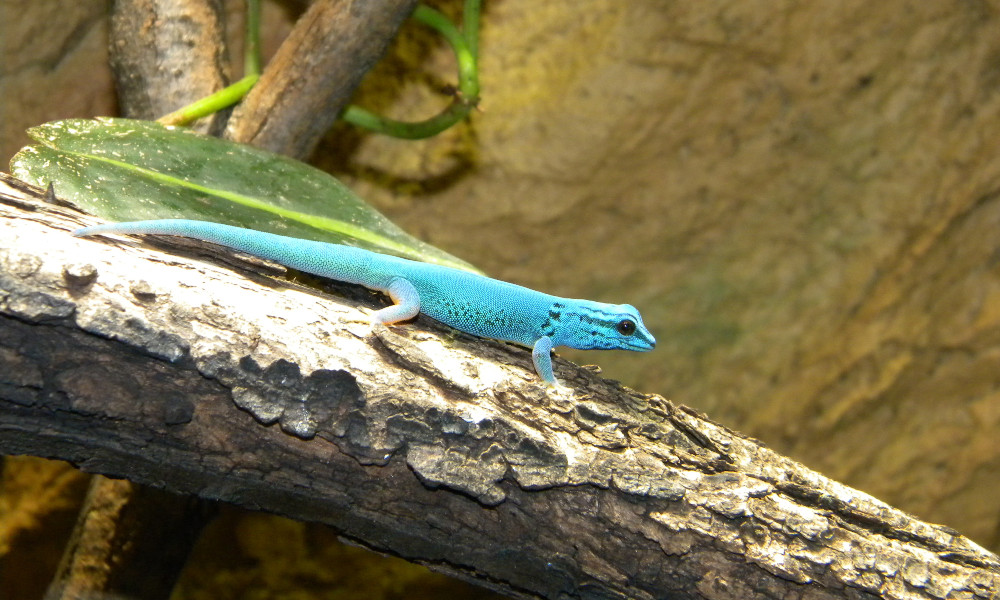 A blue gecko