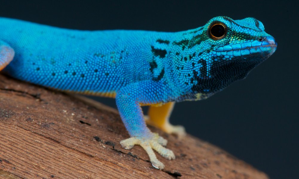 Blue day gecko