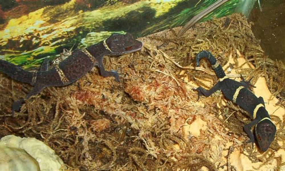 Breeding Chinese Cave Geckos