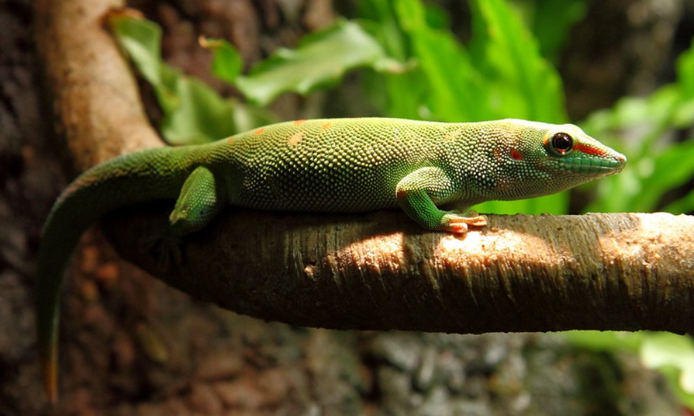 Breeding Giant Day Geckos