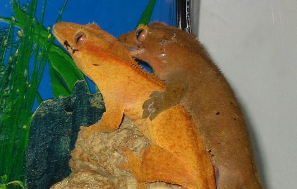 Breeding New Caledonian Crested Geckos