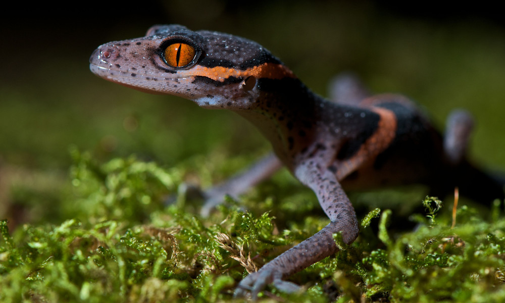 Chinese Cave Gecko