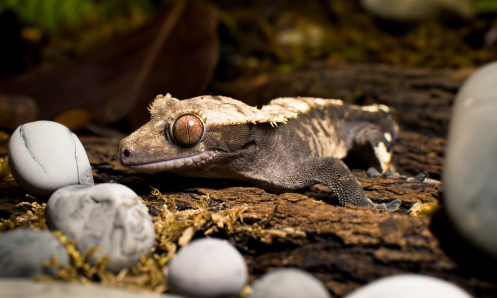 Choosing a New Caledonian Crested Gecko