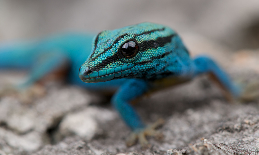 Close up of a blue lizard on the ground in the garden