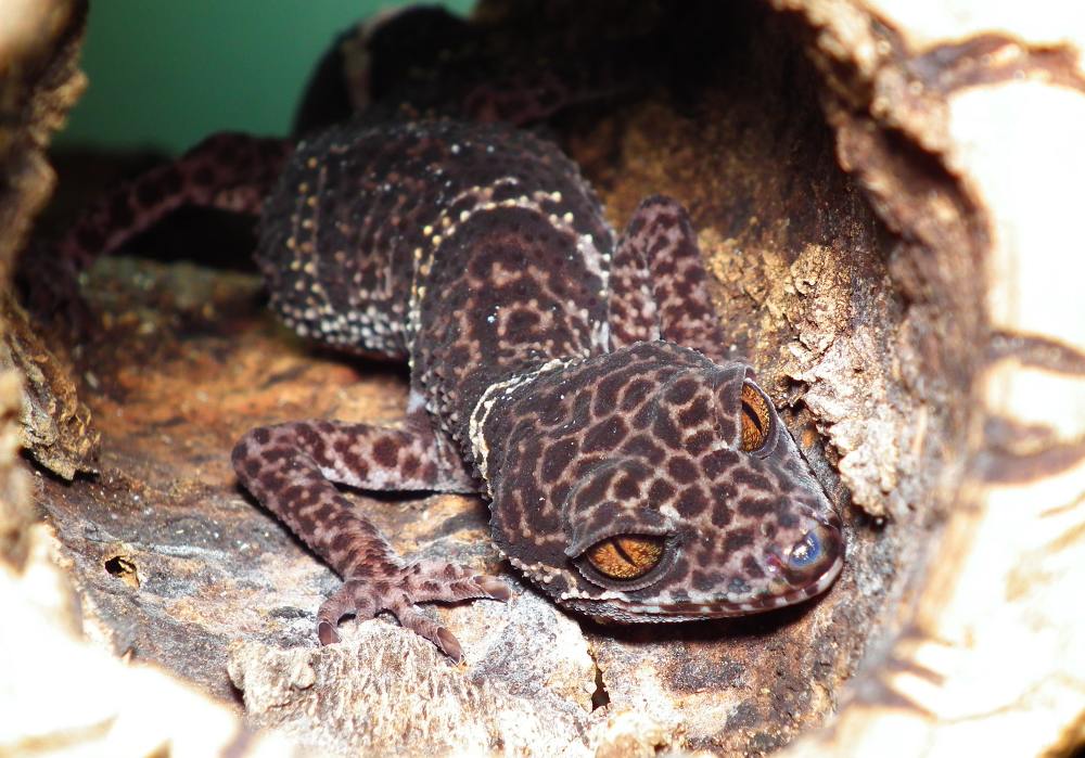 Comparing to Other Gecko Species