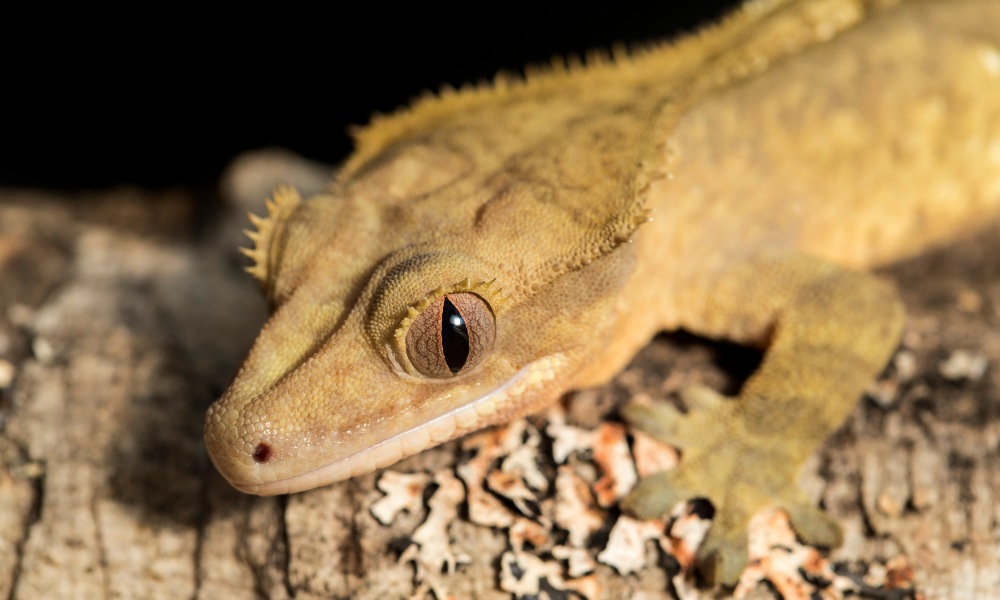 Diet and Feeding