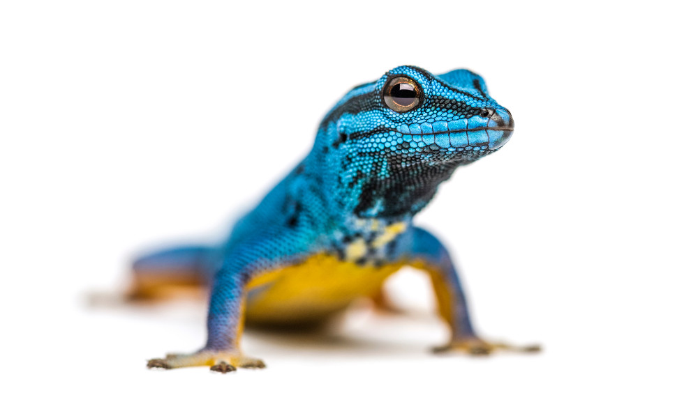 Electric blue gecko looking at the camera
