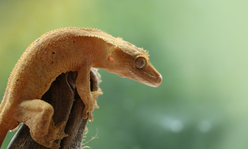 Fun Facts About New Caledonian Crested Geckos