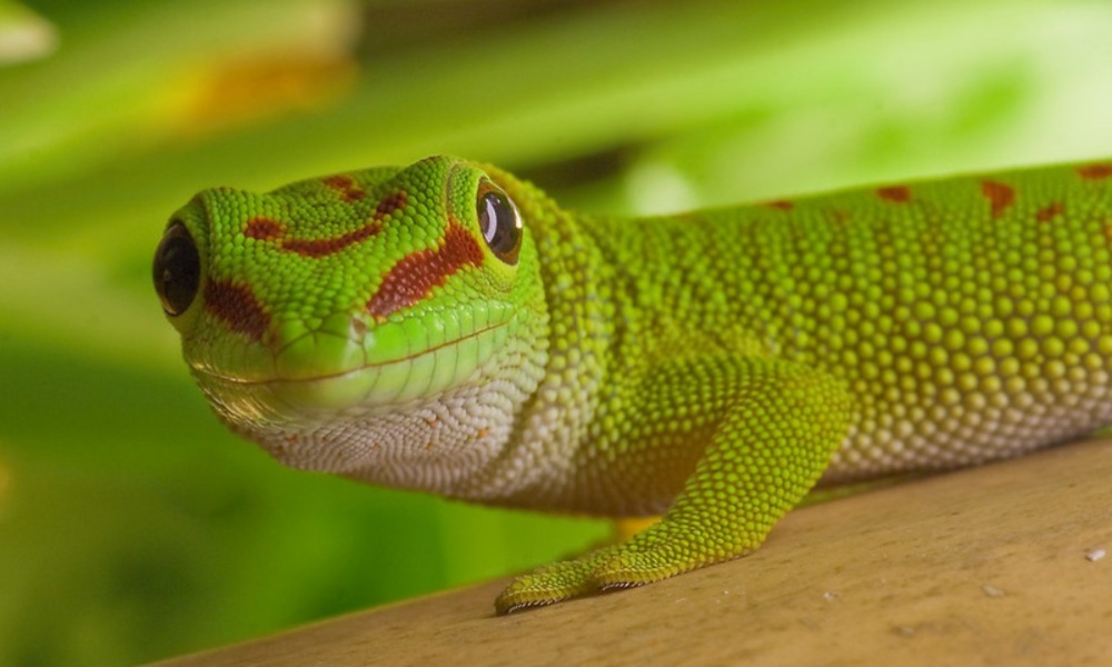 Giant Day Gecko Behavior