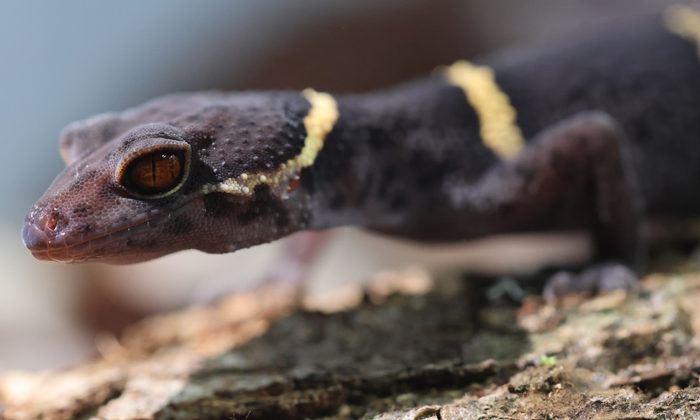 Handling Your Chinese Cave Gecko