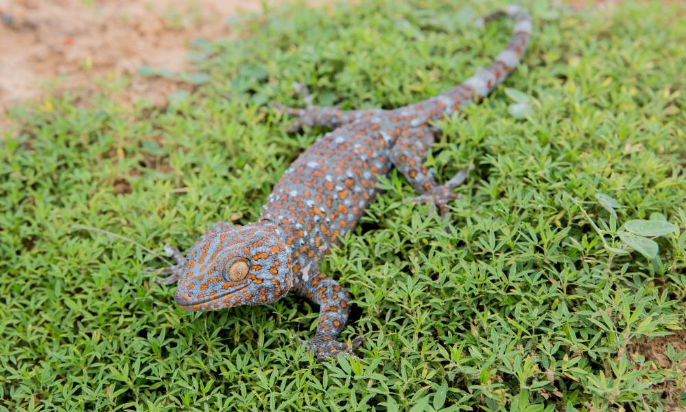 Introduction to Tokay Geckos
