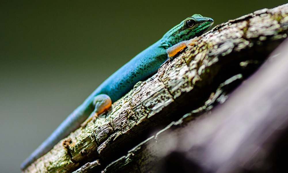 Introduction to the Electric Blue Gecko