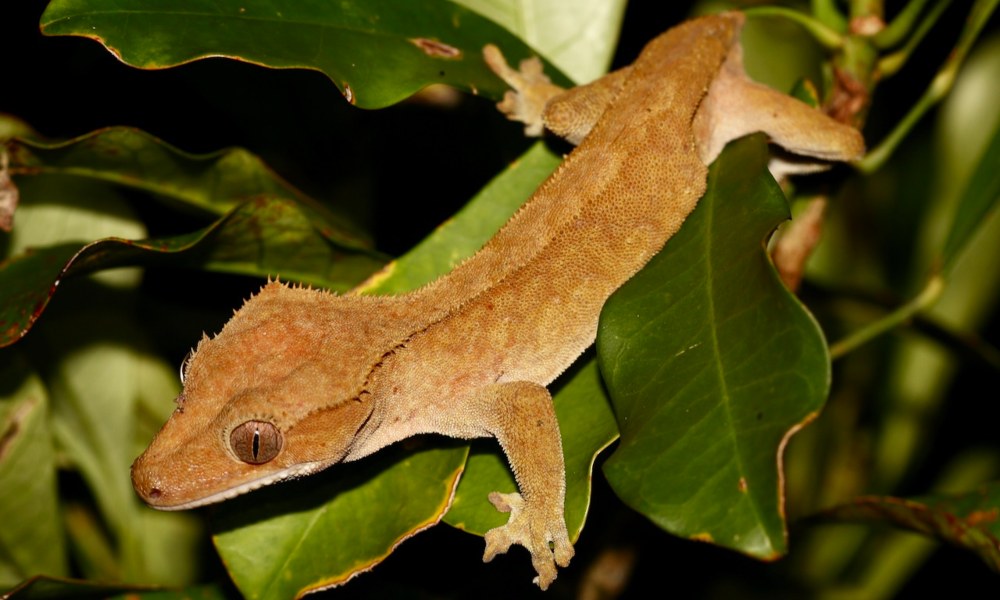 Introduction to the New Caledonian Crested Gecko