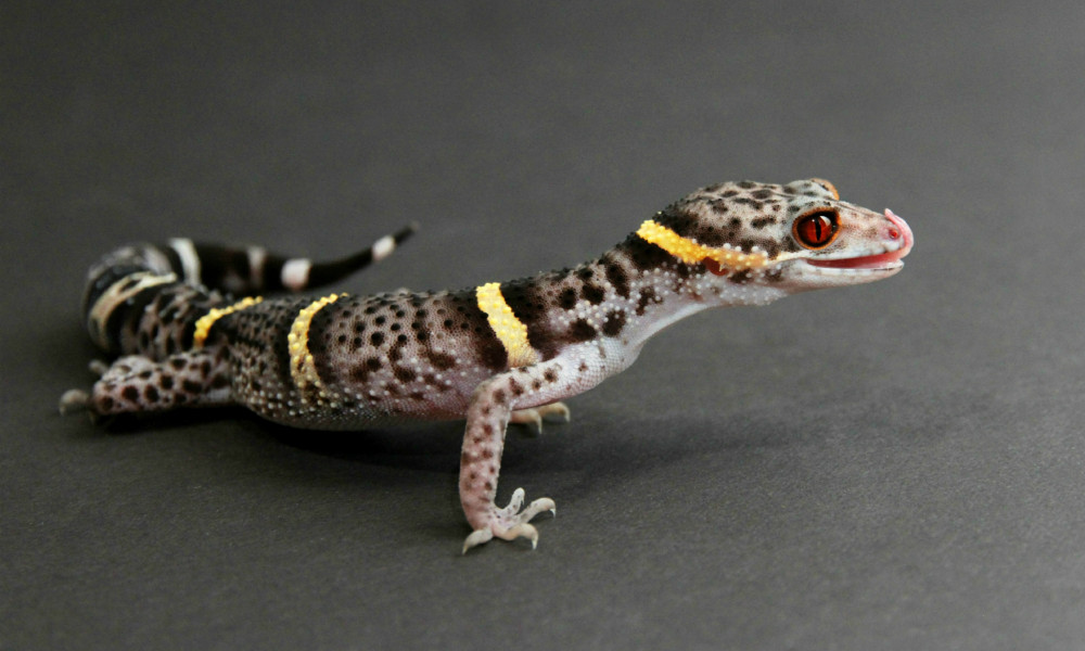 Leopard gecko on a black background.