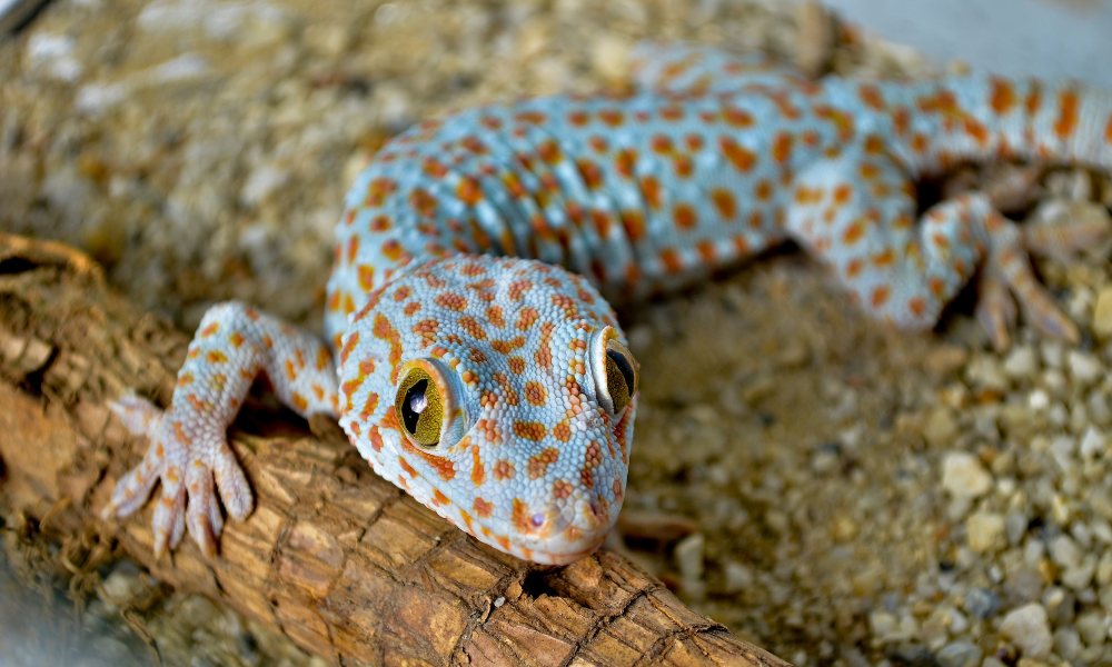 Physical Appearance of Tokay Geckos
