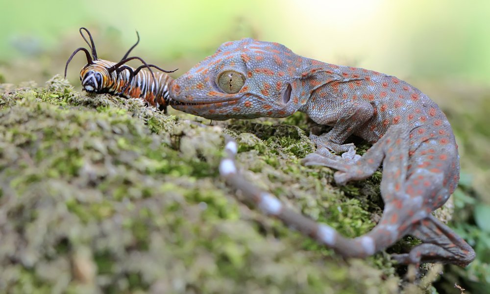 The Role of Tokay Geckos in Ecosystems