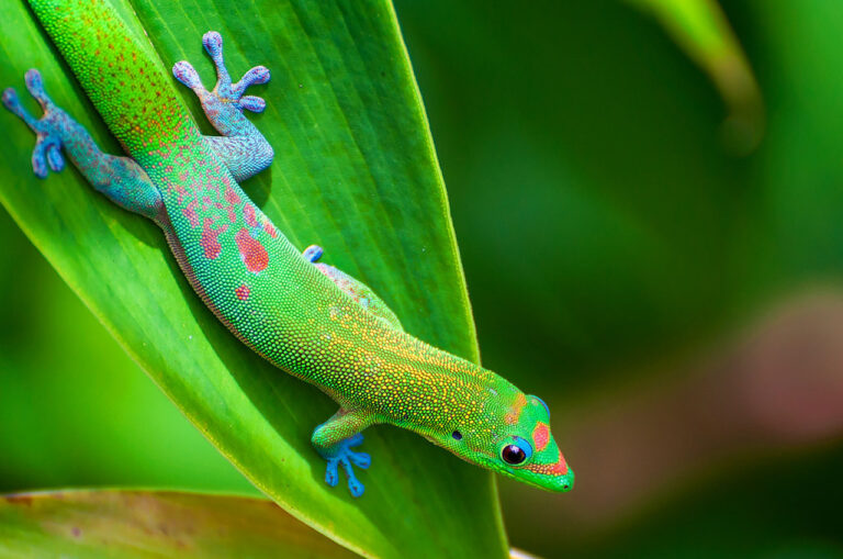 A Guide to Caring for Pet Golden Geckos